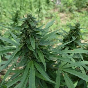 Weed Farm Tour Montego Bay