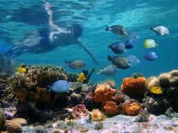Glass Bottom Boat and Snorkeling in Montego Bay